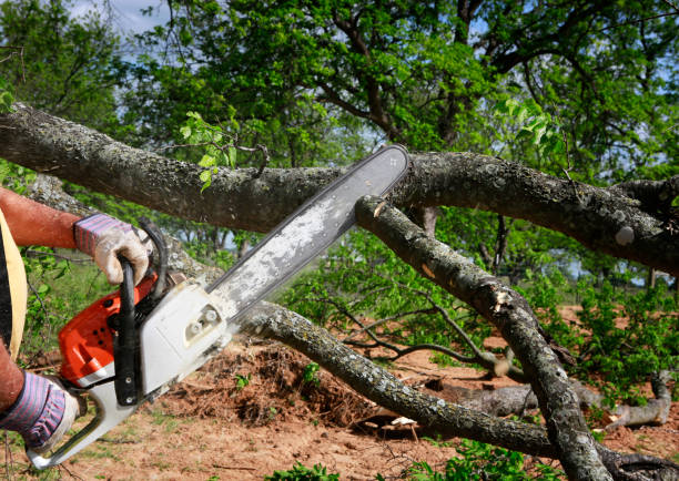 Best Tree Cabling and Bracing  in Dunellen, NJ